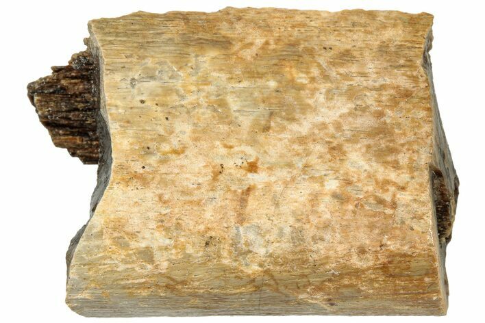 Fossil Tyrannosaur (T rex) Bone Section - Wyoming #313924